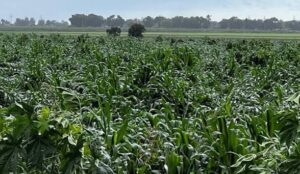 La próxima semana inicia registro para pagos a productores de maíz en Sinaloa